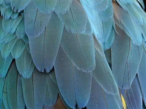 Feathers Plumage Blue - Free photo on Pixabay - Pixabay