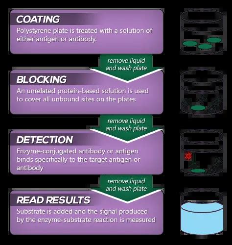 ELISA : Principle, Procedure, Types, Applications and Animation - Laboratoryinfo.com