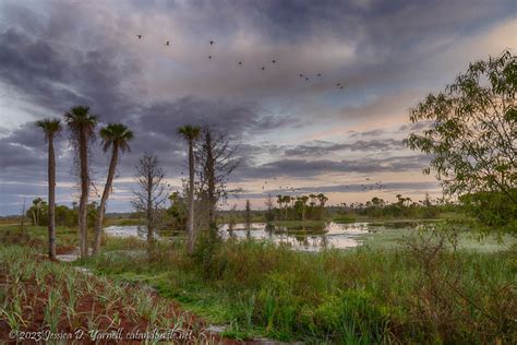 New Boardwalk at Orlando Wetlands - catandturtle