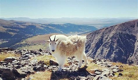 5 Cutest Animals in the Rocky Mountains | Globe Called Home Travel Blog