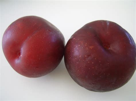 Two Purple Plums Free Stock Photo - Public Domain Pictures