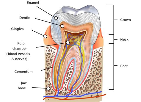 Cementum - Function, Types & Role - Etobicoke Family Dentistry