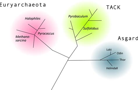 Archaea - Universität Ulm