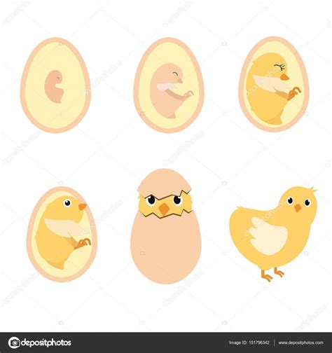 Chicken egg life cycle Stock Vector Image by ©pui2motif.gmail.com #151796342