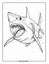 Shark Coloring Pages For Kids & Adults  World Of Printables sketch template
