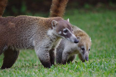 24 Interesting And Bizarre Facts About Coatis - Tons Of Facts