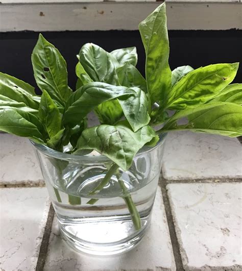 Basil Propagation - How to Make More Basil Plants - Hey Big Splendor