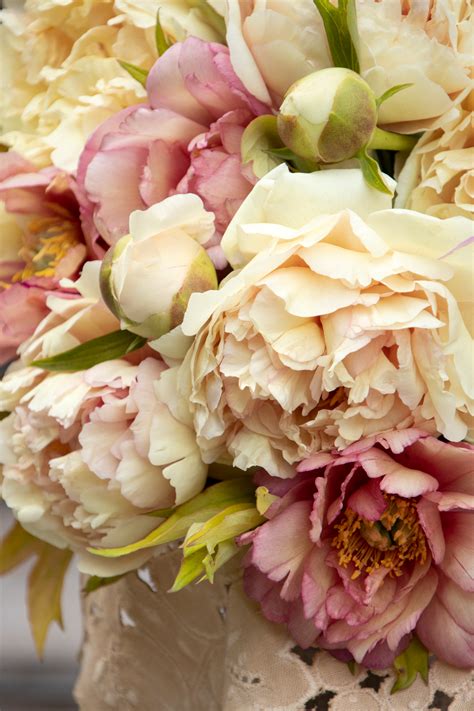 Canary Brilliants Itoh Peony | Itoh peonies, Herbaceous perennials, Peonies