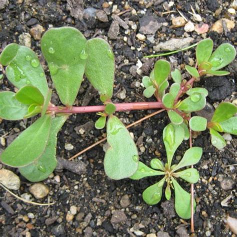 Common Purslane Cultivation,Uses And Its Impacts - Veggies Info | Veggies Info