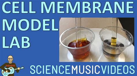 Cell Membrane Model Demonstration Using Dialysis Tubing - YouTube