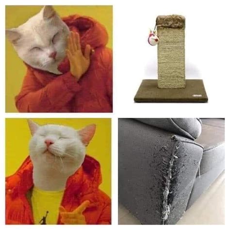 Cat scratch : r/memes