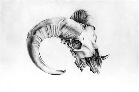 Goat skull by Adam SýkoraFor my still life drawing practice I found ...