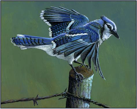 Daily Painters of Michigan: Blue Jay - Soft Landing acrylic painting by Paul Wolber