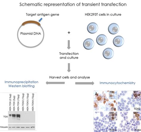 plasmid dna transfection protocol