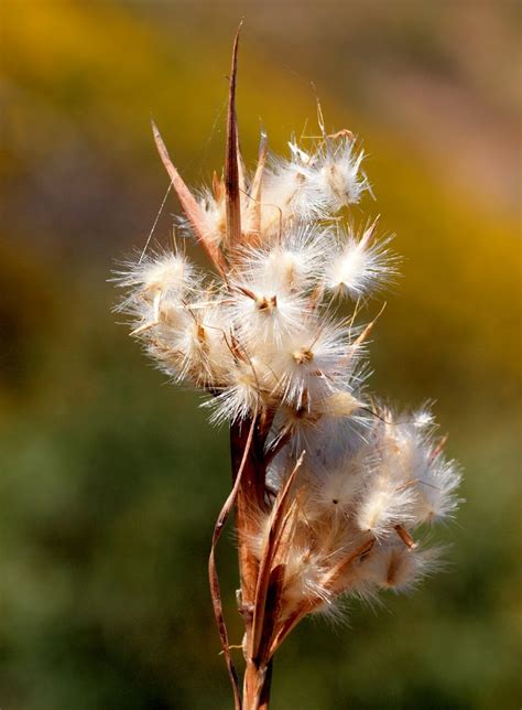 Native Grass seed | Project Noah