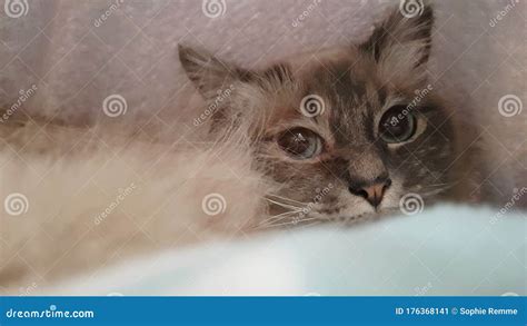 Cat are Chilling at the Couch Stock Image - Image of looking, birma ...