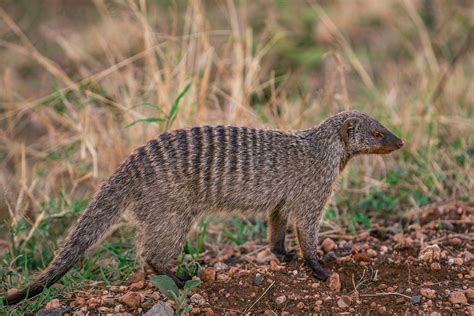 16 Wild Animals in Senegal [Wildlife in Senegal] - Kevmrc