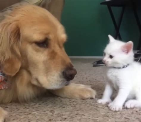 Kitten Playing with Dog - Neatorama