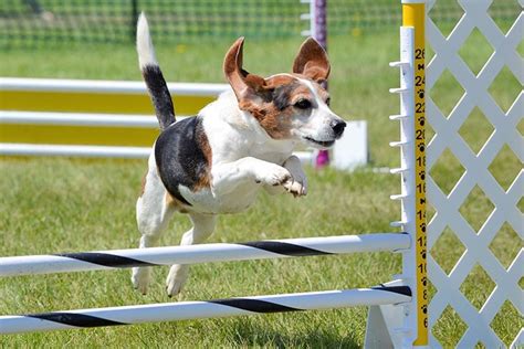 10 Tips to Practice Agility at Home with Your Dog – American Kennel Club