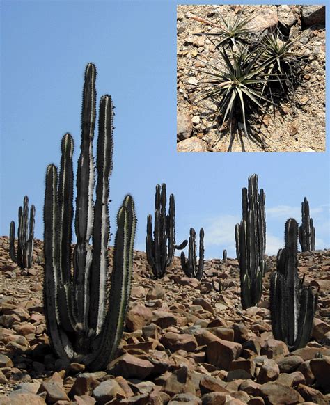 Desert vegetation at Motocachy Pampa. Photographs © by Maarten van Hoek ...