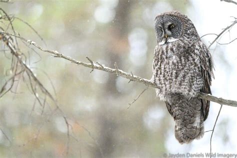 Expert Tips to Spot Banff Wildlife - Travel Banff Canada