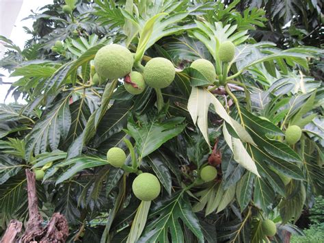 Smith's Jamaican Mission: Breadfruit Tree