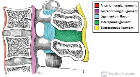 The Vertebral Column - Joints - Vertebrae - Vertebral Structure