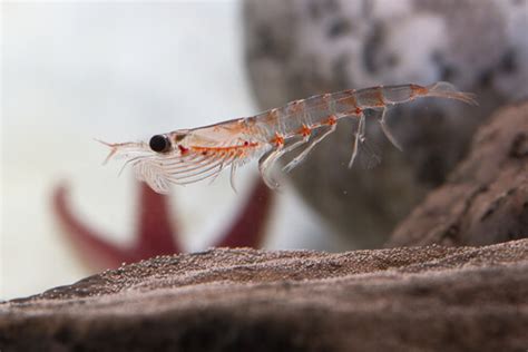 Krill - Facts and Beyond | Biology Dictionary