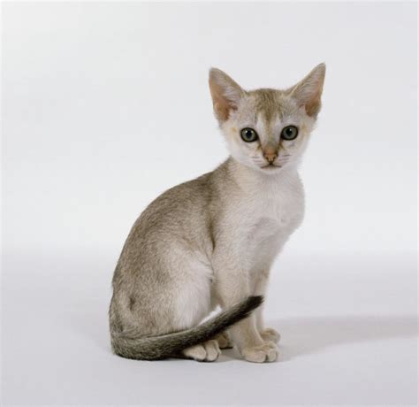 Singapura Cat Breed Information, Pictures, Characteristics & Facts ...