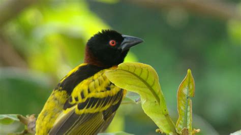 Friendly Neighbourhood Birders: 30. Birds of Ghana