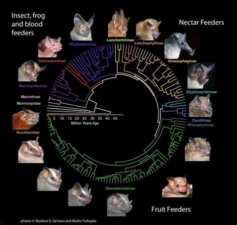 Short Snouts Gave Fruit Bats a Forceful Bite | Live Science