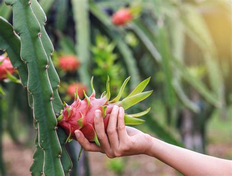 How to Grow the Dragon Fruit Cactus