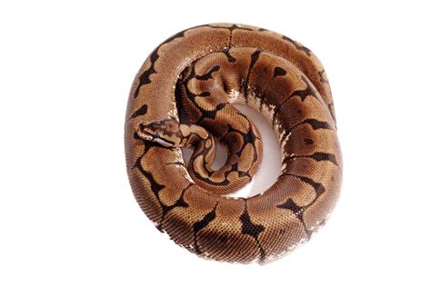 Spider Ball Python: Care Guide, Health Problems & Facts - AZ Reptiles