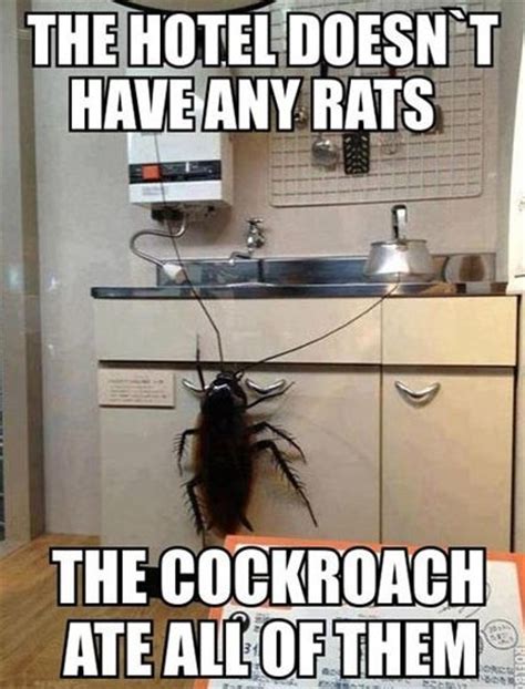 Cockroach MEME | Funlexia - Funny Pictures