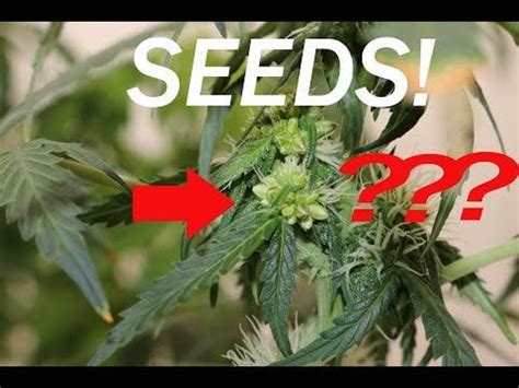 How I make feminized cannabis seeds : cannabiscultivation