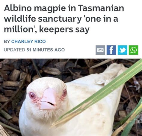 An Albino Magpie!!!!!! : r/RealLifeShinies