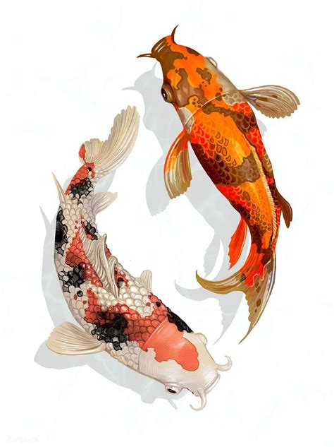 koi japanese fish 17 best images about koi fish on pinterest - koifishs