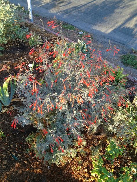 Aprille's SoCal Gardening : California Fuchsia