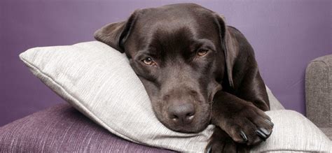 Why is my dog vomiting bile and what is the treatment? - Healthcare for Pets