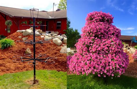 Our Petunia Tree - Beat Your Neighbor