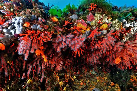 Red Coral Effectively Recovers in Mediterranean Protected Areas | Science Times