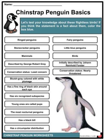 Chinstrap Penguin Facts, Worksheets & Taxonomy For Kids