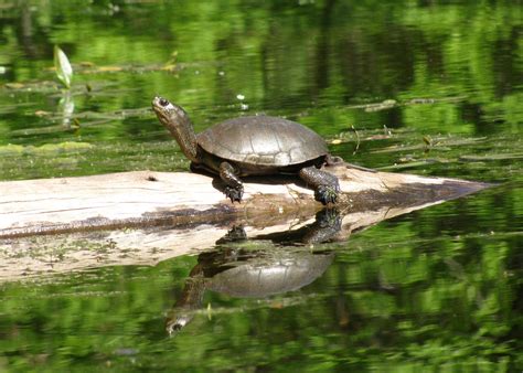 Western Pond Turtle - Learn About Nature