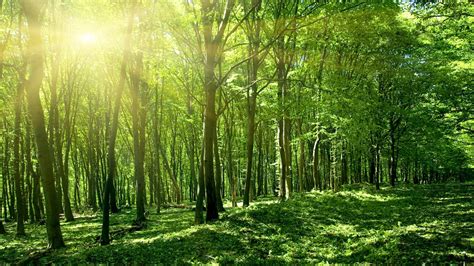 Sun Spring Green Forest Wallpapers | HD Wallpapers | ID #17832