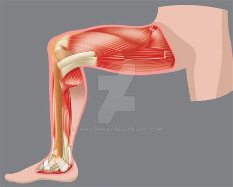Leg muscles 1 by carlconway on DeviantArt