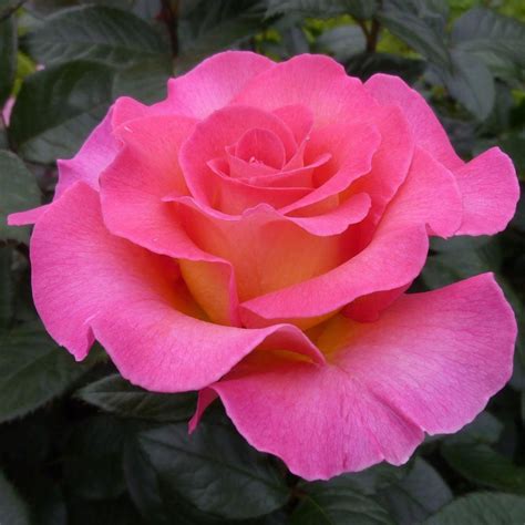 Pink Paradise: Hybrid Tea #Hybridtearoses | Beautiful rose flowers, Rose flower, Beautiful flowers