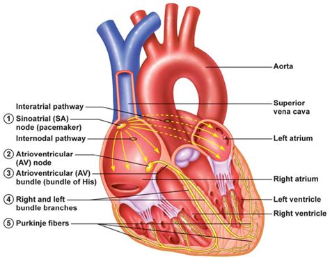 Electrical signals of the heart