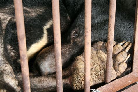 5 Things You Need to Know About Bear Bile Farming | Moon bear, Animal abuse, Animals