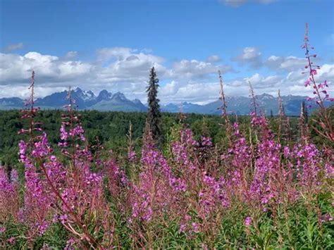 10 Best Hikes and Trails in Denali State Park | AllTrails