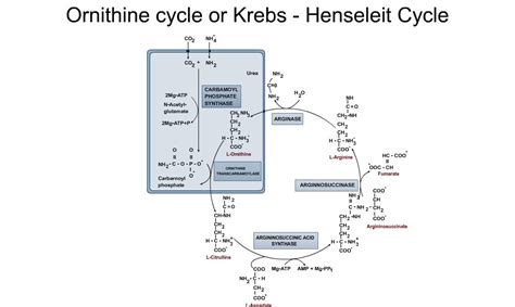 FPT 112: Ornithine cycle or Krebs